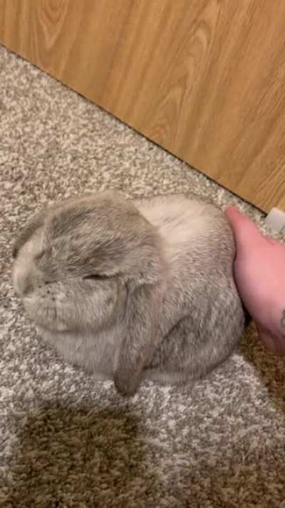 Snuggle Session With Two Of My Babies 🐰🐱🥰
