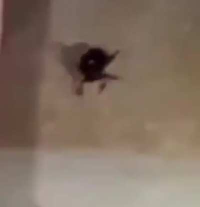 Abrupt beetle