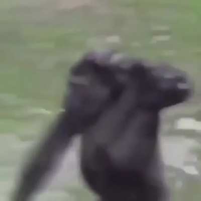 Monke run