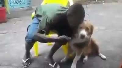 Cachorrão mil grau