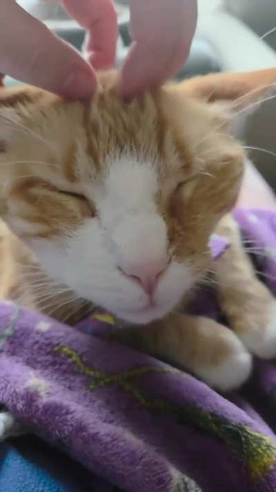 Don Padiddle is reveling in the scritches