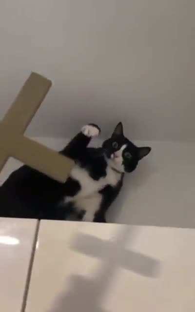So cats are basically evil