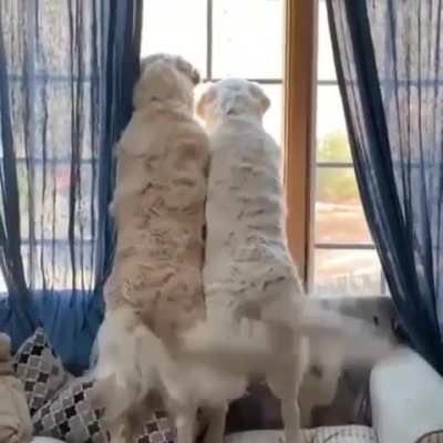 waggie waggie wags