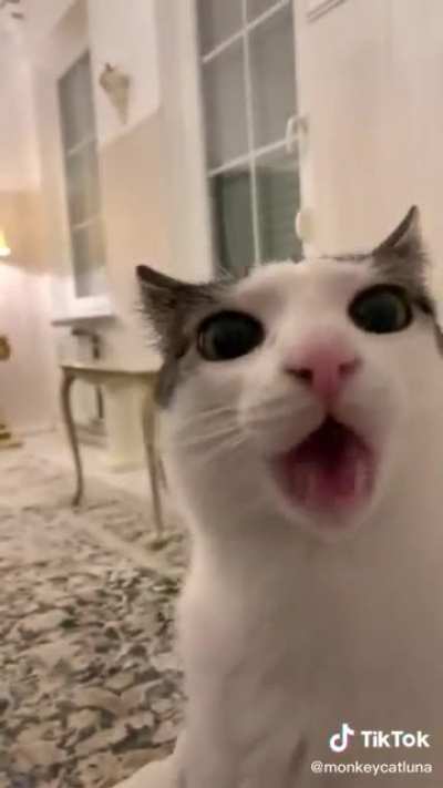 Solid food makes kitty scrungy