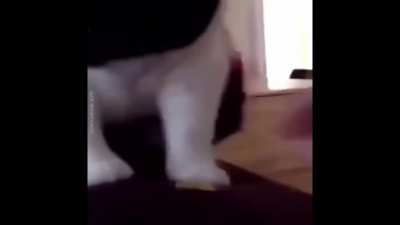 cat(s) :O