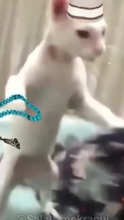 gato baseado