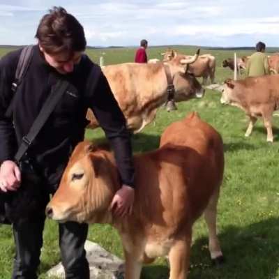 A friendly cow who just wants to be pet!