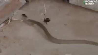Terrifying Australian redback spider,which can trap and eat snakes more than 50times its size!
