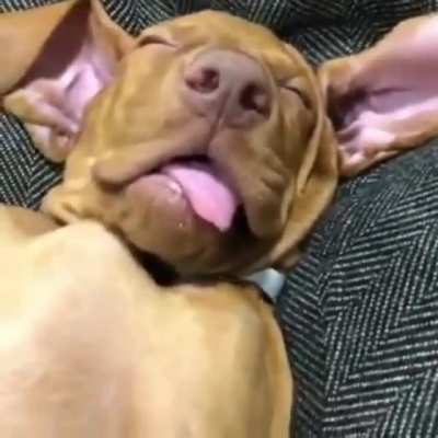 I&rsquo;m feelin it too pupper.