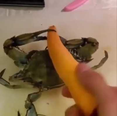 crab