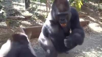 Gorilla dads are armed with towering strength, a pair of deadly fangs, and stunning amounts of patience