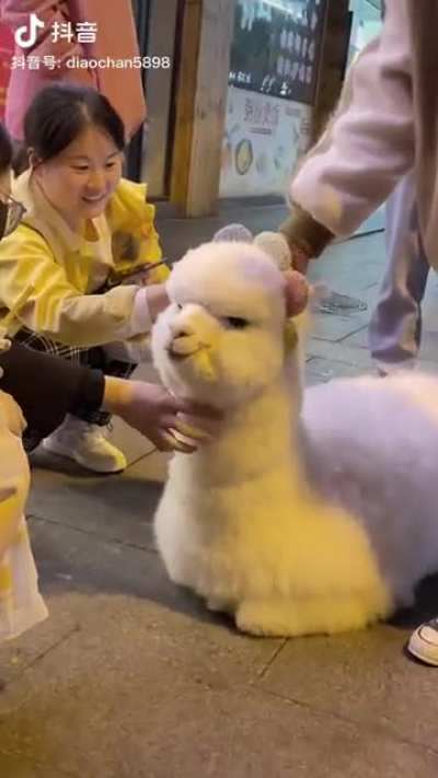 For those that think the neighborhood alpaca isn't real