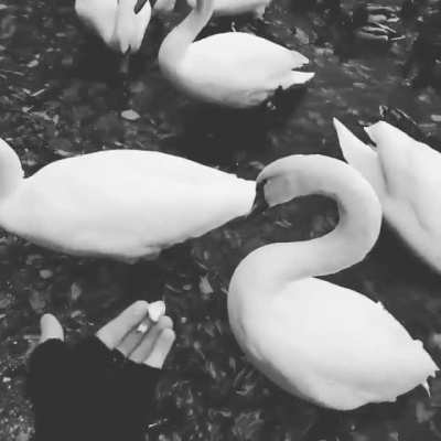 Me some odd years ago trying to feed swans