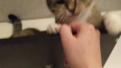 Pet me NO DON'T