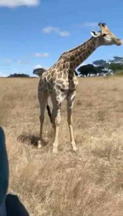 How giraffes eat grass