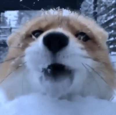 cAMEraMan GEtS eAten aLiVE BY fErAl foX