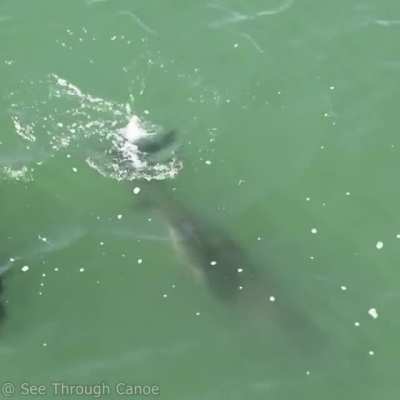 Newborn Bottlenose Dolphins are very dark &amp;amp; have white lines called fetal folds that vanish quickly with age. And their fins are a little floppy.