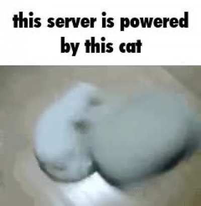 Cat rule