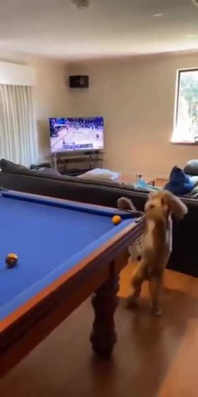 Clever boy