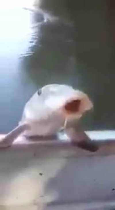 Fish