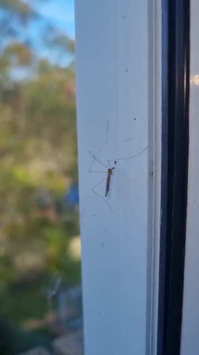 Workout Insect