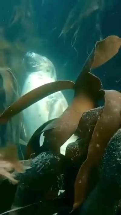 A seal sleeping peacefully in a kelp forest, filmed off Lundy Island, UK.