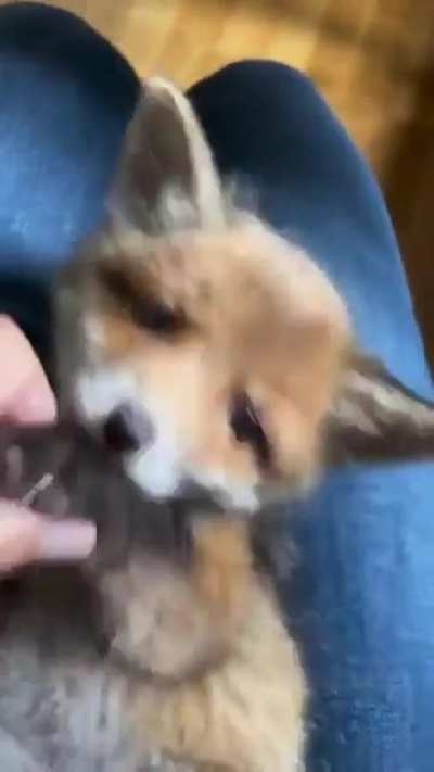 Yay smol foxxo!