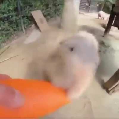 capybara
