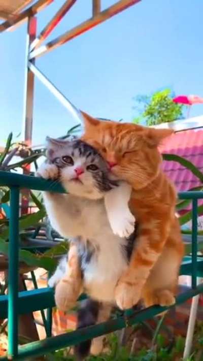 CAT COUPLE