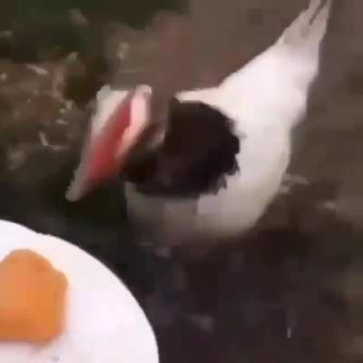 Pollo