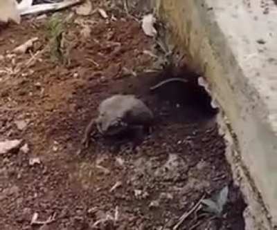 Blursed_Rat