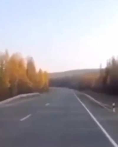 Close call 😱🚘 🐂