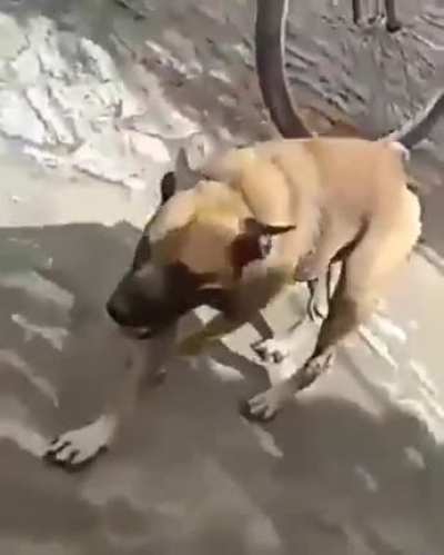 o chorro existe!