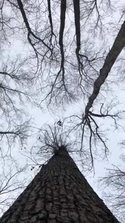 I love watching the subtle "dance" of tall trees in strong winds, so I tried to capture the effect. Dizzying and mesmerizing :)