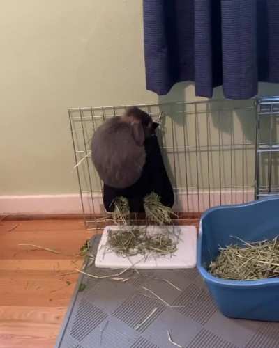 Um, Gary, you&rsquo;re not supposed to be IN the hay bag 🤦&zwj;♀️