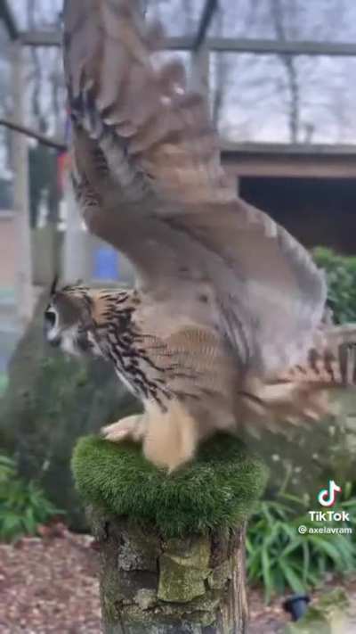 Ever see an excited owl before?