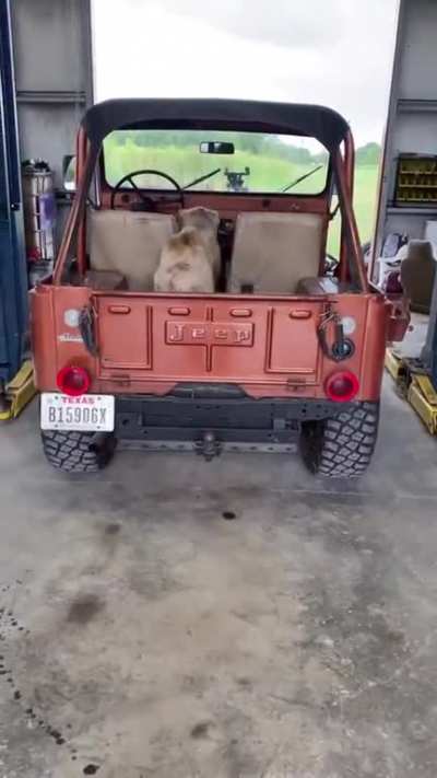 This dog trying to get the fuck out of Texas!