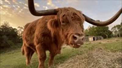 cow eating