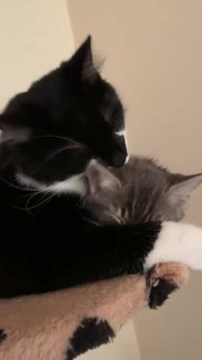 We were worried Milo wouldn&rsquo;t like the new kitten, we were wrong