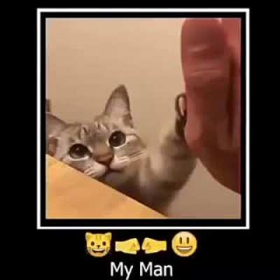 mas gatos