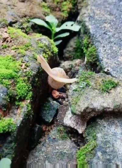 🔥 Snail crossing a gap on the ground