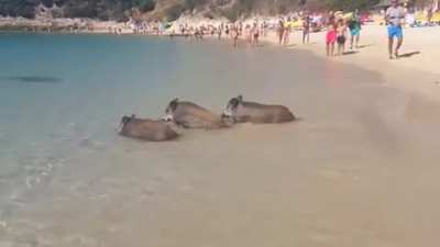 Wild boars cooling off in the surf of Portinho da Arr&aacute;bida, Portugal