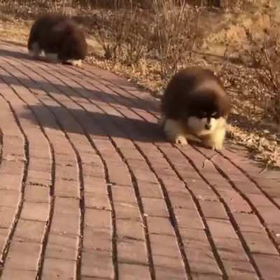 So cute so fluffy!