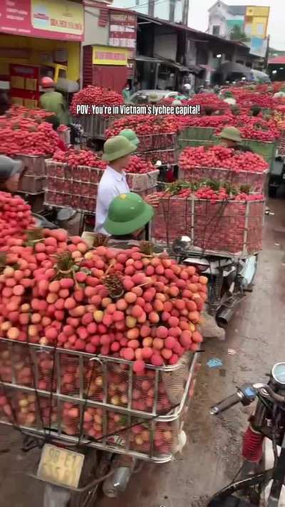 Lychee season in Vietnam is almost here, and Bac Giang is getting ready for its most beautiful time of the year