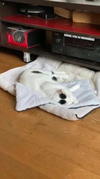 Napping cat fall from shelf and continues sleeping