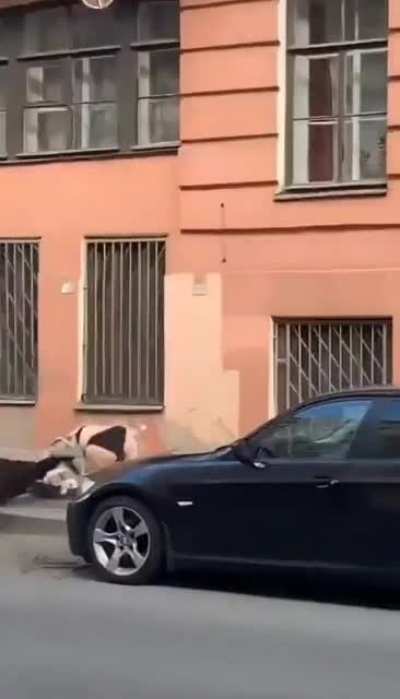 guess some people will fight anywhere