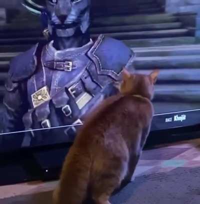Kitty doesn&rsquo;t know how to handle a Khajit