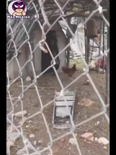 I'm not sure whether this goat should be taken to the vet or to the exorcist