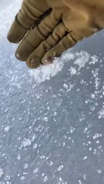 Guess what happens to the Ice