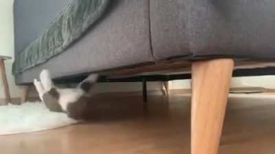 SpiderCat, SpiderCat, does whatever a spider can